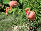 American Flamingo (WWT Slimbridge July 2013) - pic by Nigel Key